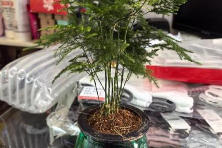 风水价值，为啥家里不能养文竹