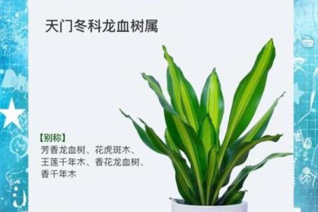 十大凶树十大吉树都是哪些风水树？
