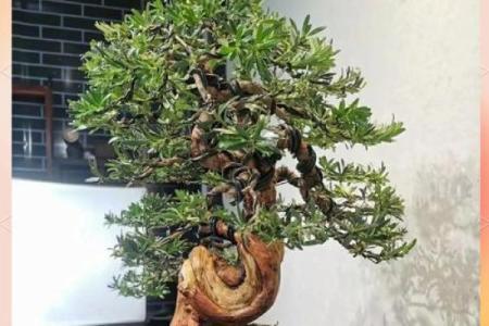 四大镇宅之树是哪四款风水树