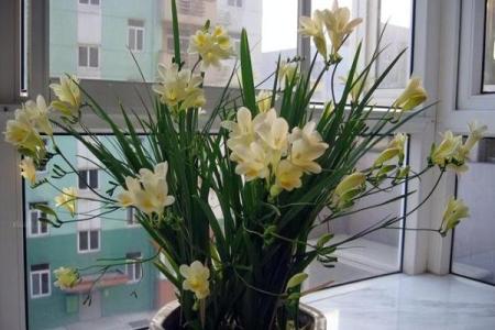 风水一年四季都不死的花都有哪些类型
