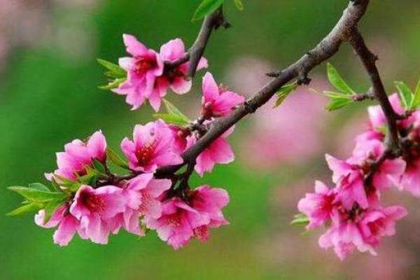八字里最厉害的桃花