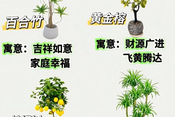 园林风水_家居养花有哪些禁忌