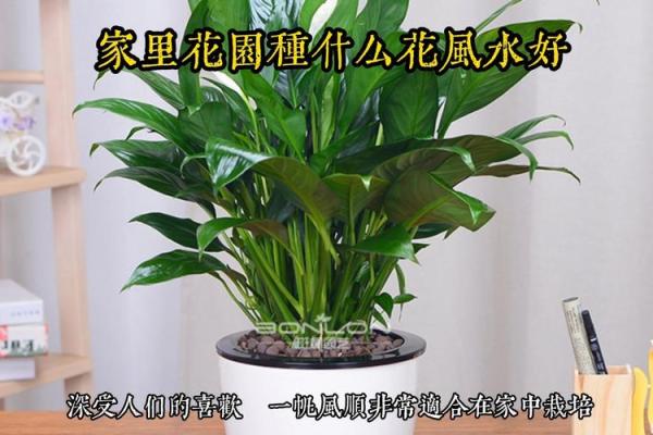 园林风水_家居养花有哪些禁忌