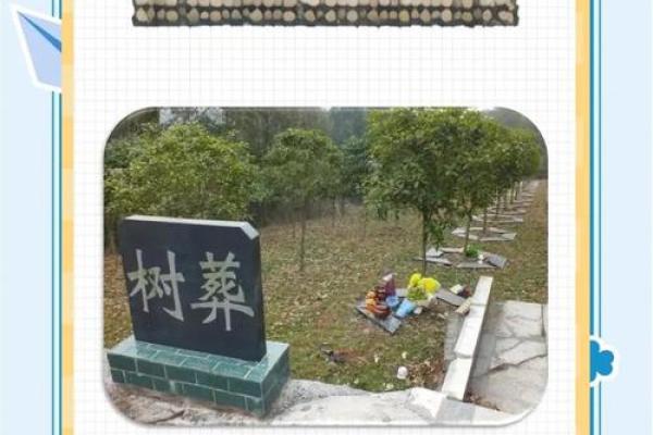 墓地种什么树好风水上有哪些讲究-