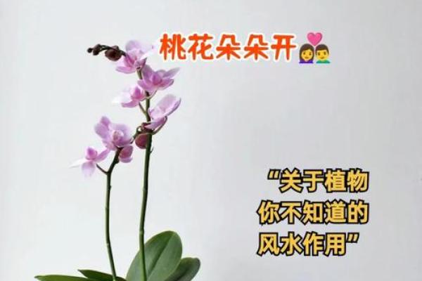 如何利用风水的力量来获得爱情