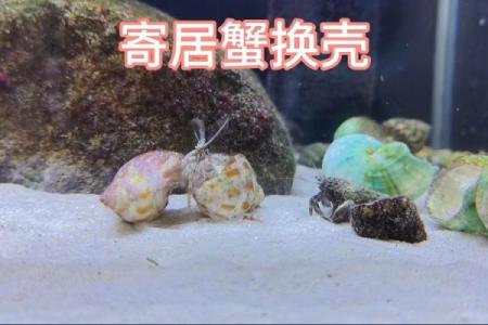 寄居蟹风水