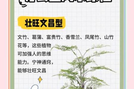 办公场所摆放植物的风水讲究
