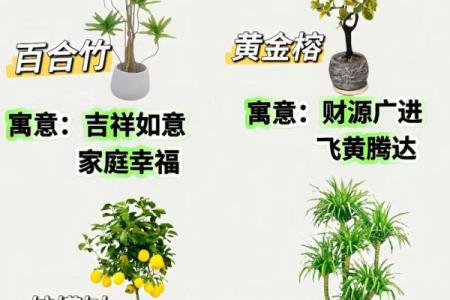 园林风水_家居养花有哪些禁忌