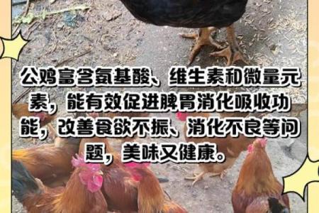 公鸡的风水作用