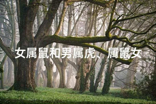 属虎和属鼠的八字合吗
