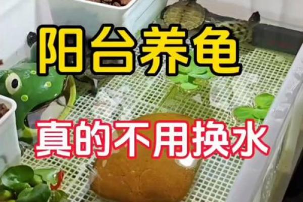 乌龟一般养几只吉利养龟风水养单数还是双数好