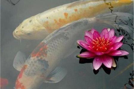 算命的说我犯烂桃花 会有什么影响怎么解决