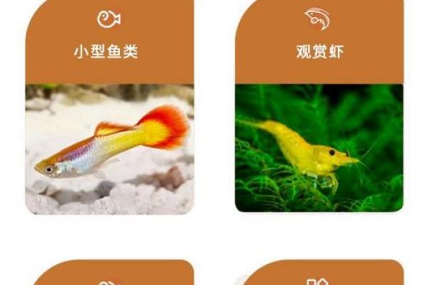 金鱼缸风水尾数功能鱼算不