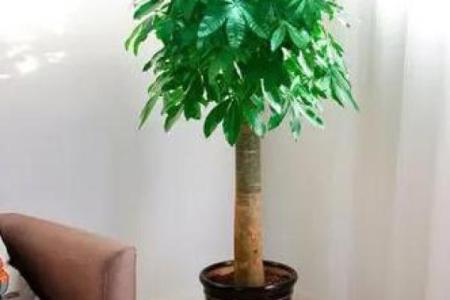 发财树风水摆放位置