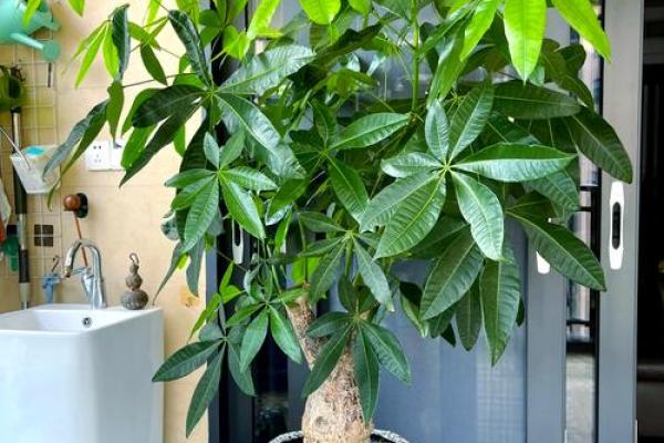有哪些植物可以改变风水呢？