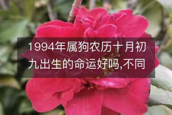 1994年生肖狗命的八字分析与运势预测