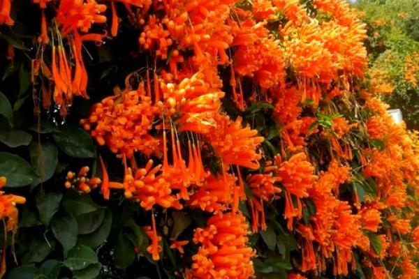 院子的风水_风水庭院种什么花好