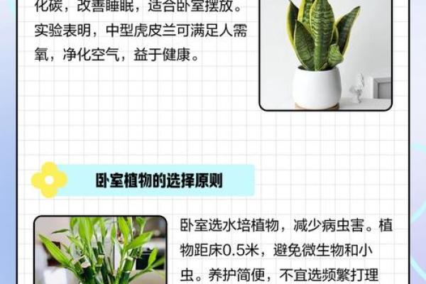 儿童卧室摆放植物风水宜忌
