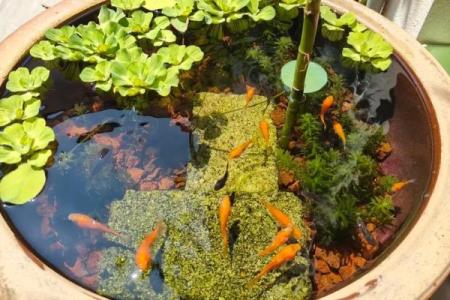 家庭养风水鱼适合哪几种？