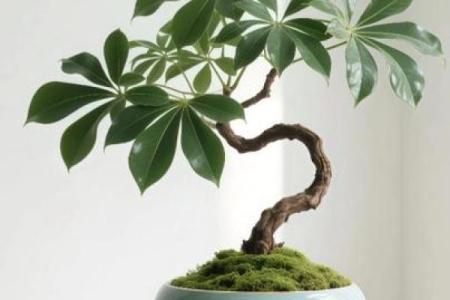 家居生活中风水植物与健康开运