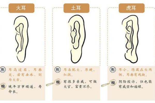 耳相算命图解，如何从耳相看人的命运