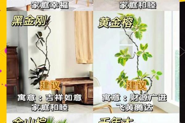 怎样养出富贵吉祥的好风水