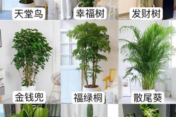 办公室风水绿植选择有哪些可以带来财运