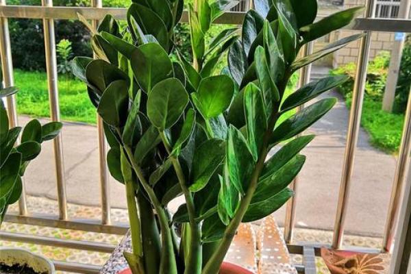 风水什么花招财又旺宅好养吉祥植物