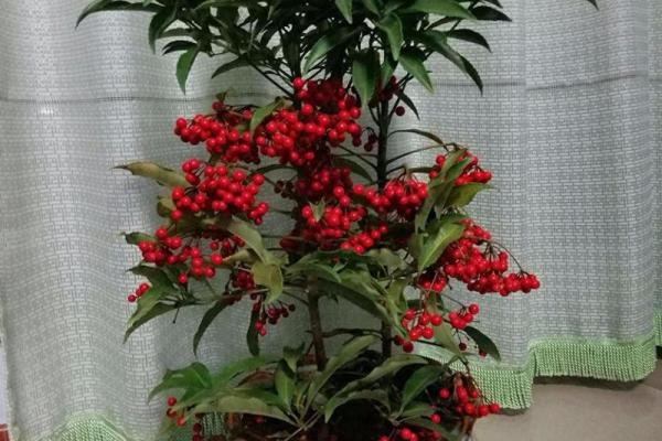 风水什么花招财又旺宅好养吉祥植物