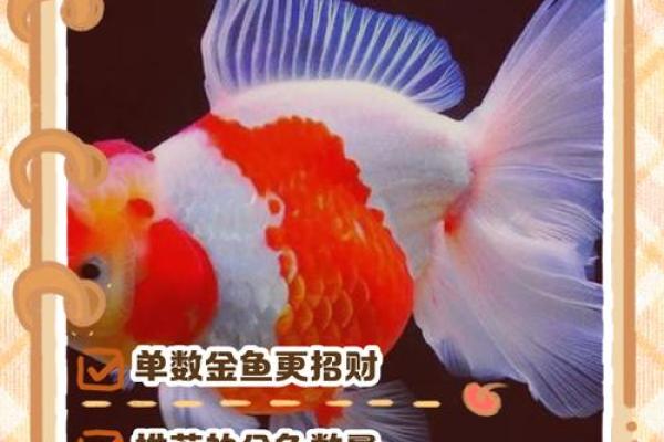 家里养鱼也有风水讲究这么一说