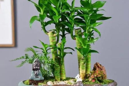 怎样养出富贵吉祥的好风水