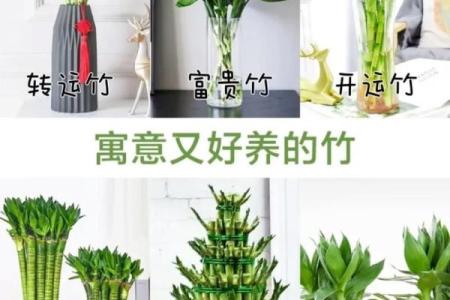 家中养富贵竹风水有讲究