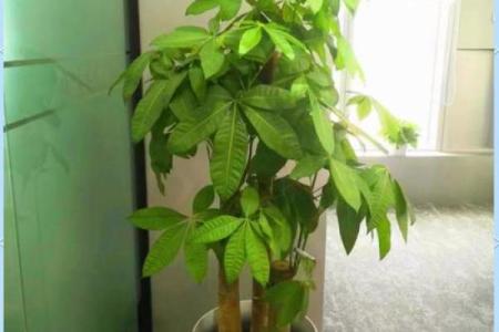 办公室风水绿植选择有哪些可以带来财运
