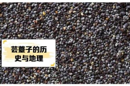 菜籽的风水作用