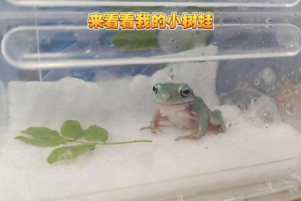 小青蛙风水