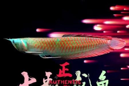 招财风水鱼的种类有哪些