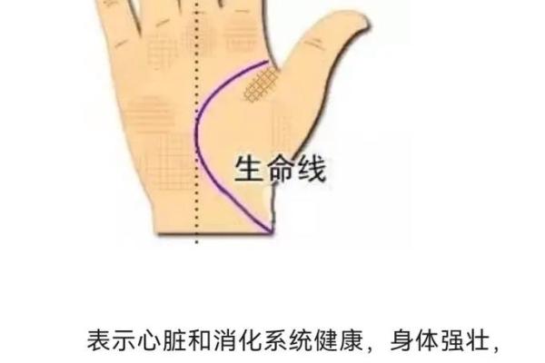 风水生命线短的人寿命短吗有什么说法