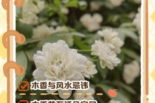室内房间里养花须知的风水禁忌