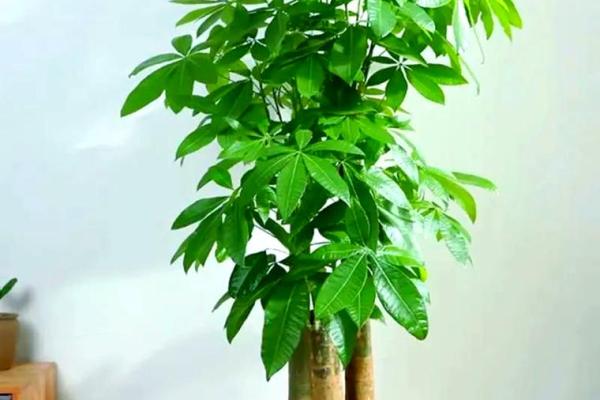 公司摆放风水禁忌 摆放什么植物可以招财