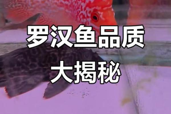 养罗汉鱼风水好吗
