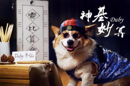 算命先生算狗在哪看