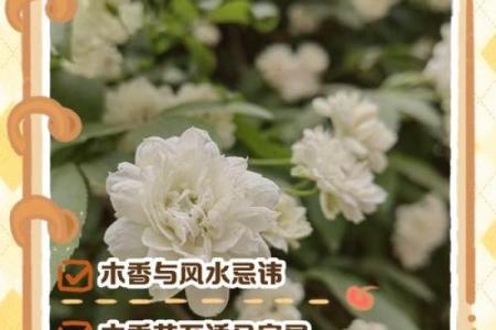 室内房间里养花须知的风水禁忌