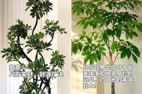 客厅植物摆放，风水摆放小常识
