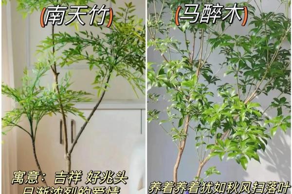 客厅植物摆放，风水摆放小常识