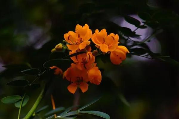 花树花枝算命