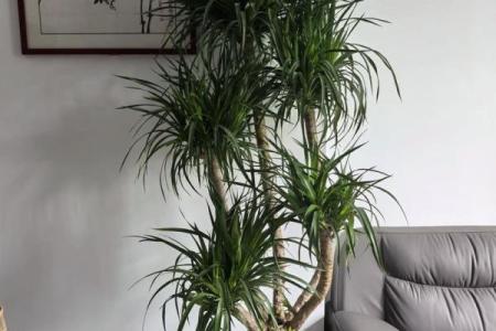 龙血树的寓意与风水作用